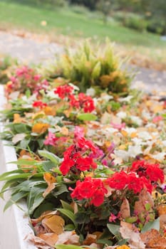 An autumn flowerbed with flowers and yellow leaves
