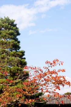 Red and green trees in a Japanese autumn park 
