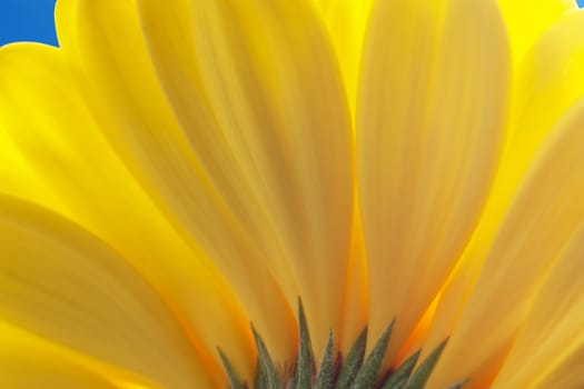 Macro view of yellow petals with blue sky background
