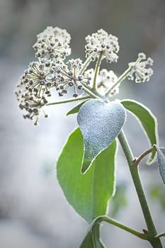 Branch of Common Ivy in ice cold weather