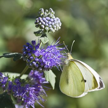 Butterfly Large white in summer on Caryopteris clandonensis �Heavenly Blue� also called Bluebeard