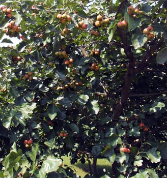 Hawthorn