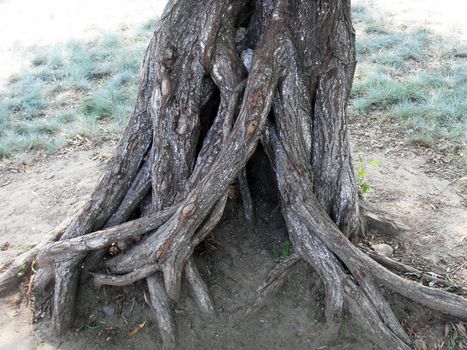 tree root,