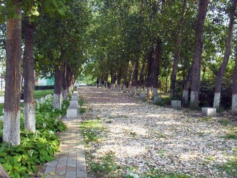 Avenue