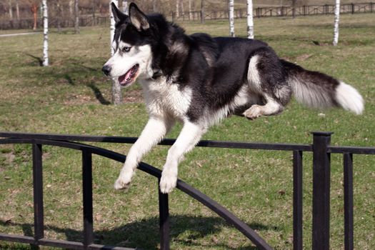 A jumping black and white husky in the park
