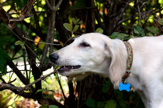 A standing saluki pup gnawing a branch in a park 
