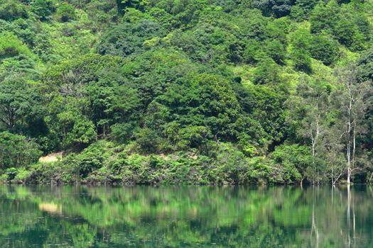 Green trees by the lake