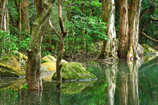 tree in water