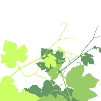 Vine leaves swirls illustration over a white background