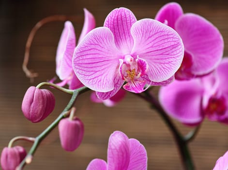 Beautiful purple orchid
