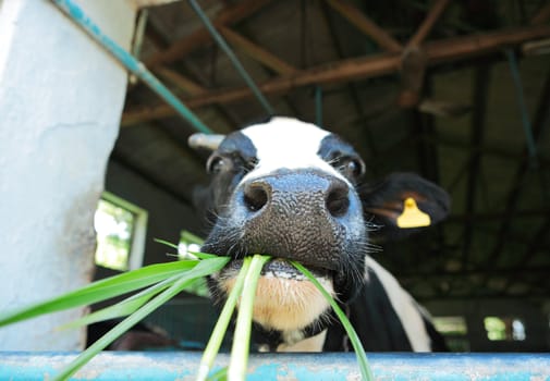cow at farm