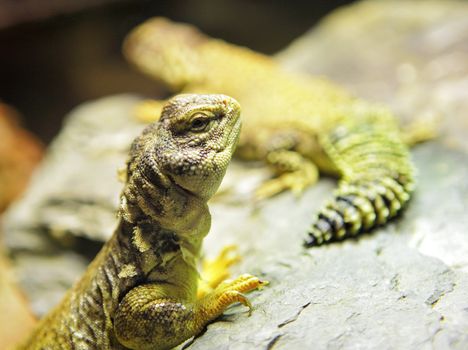 lizard