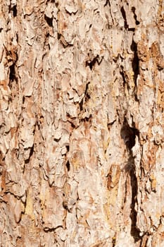Full frame detail take of  tree bark