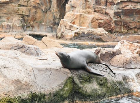 sea lion