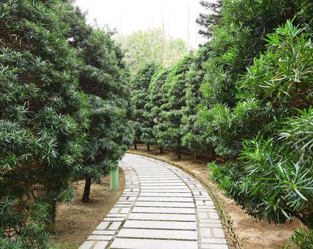 path in country side