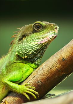 green iguana on tree branch