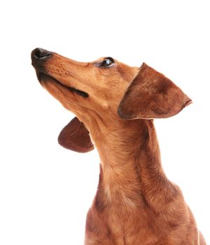 dachshund looking to top