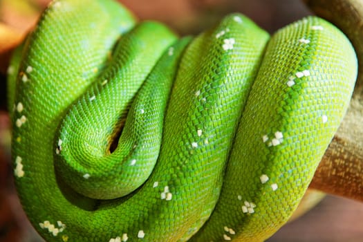 green snake