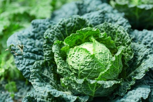 vegetable in field