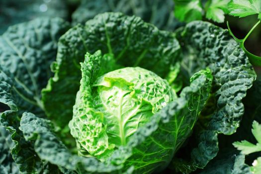 vegetable in field