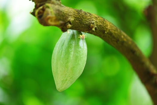Cocoa pods