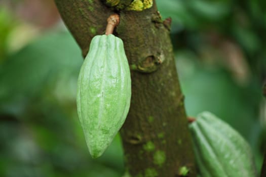 Cocoa pods