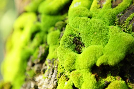 moss