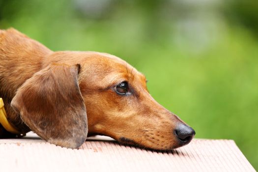 dachshund dog