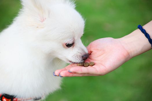 feed the dog
