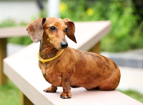 dachshund dog in park