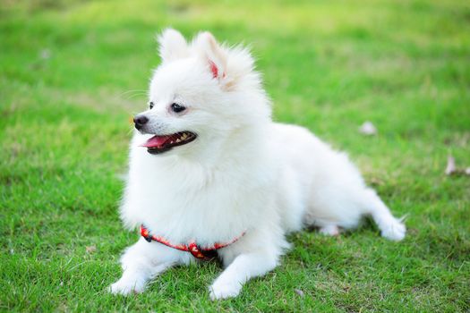 white pomeranian dog