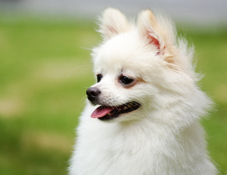 white pomeranian dog