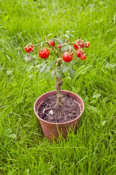 Ripe tomatoes growing in a small pot. Simple home agriculture.