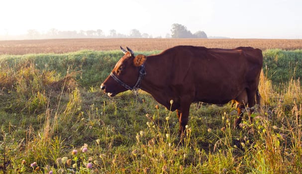 Moo brown cow grazed in a meadow full of clover. Wheat field nearby.