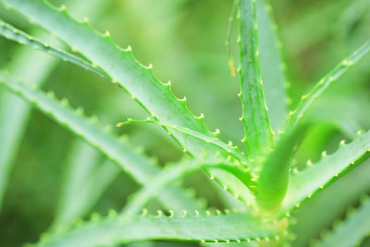 Aloe Vera