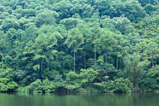 lake with wood