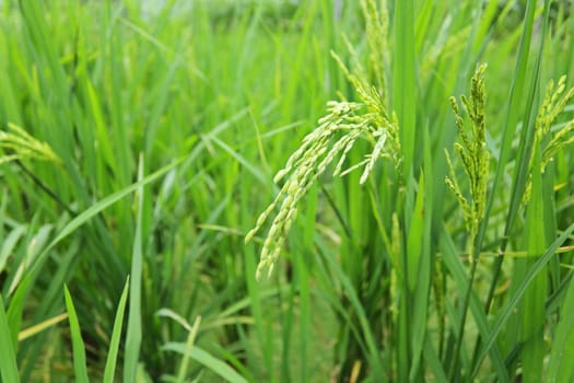 green paddy rice