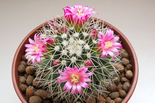 Blooming cactus on light background ( mammillaria).An image with shallow depth of field.