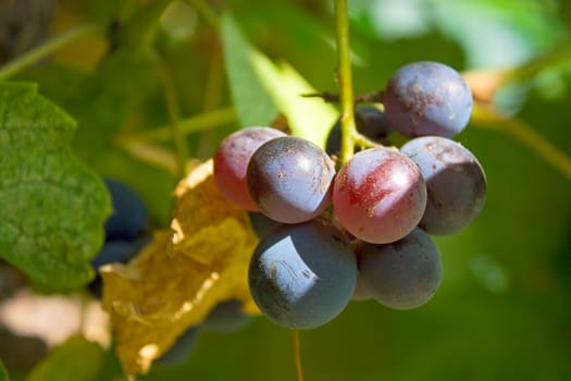 Bunch of dark grapes.An image with shallow depth of field.