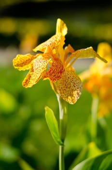 fresh bright yellow orchid on green background.