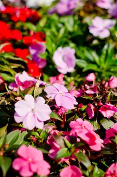 Flowers in garden, closeup selective focus.