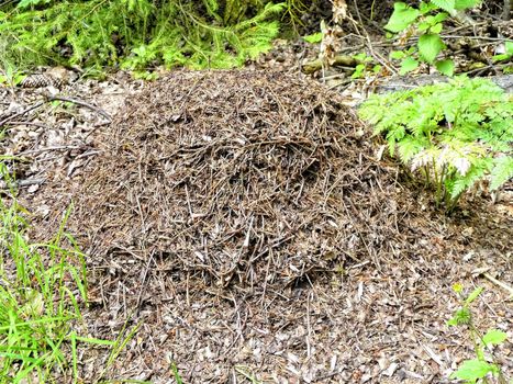 the ant hill of wood