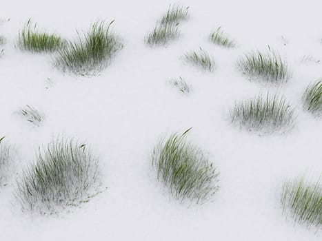 the green grass in the snow