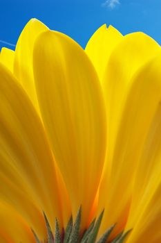 Macro view of yellow petals with blue sky background
