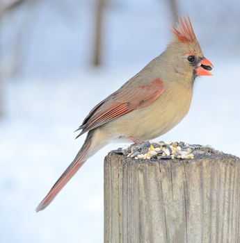 A female cardinal perched on a park bench eating bird seeds.