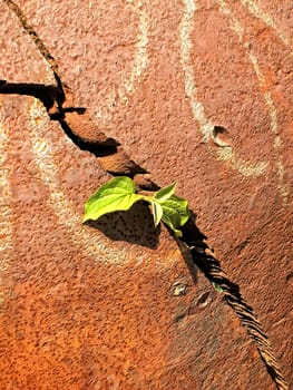 green plant and rusty metal