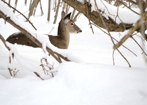 Whitetail deer doe bedded down in the woods in winter snow.