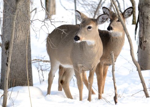 Whitetail deer doe and yearling standing in the woods in winter snow.