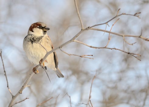 A tree sparrow perched on a tree branch.