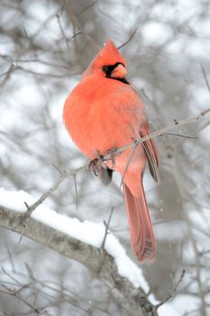 A male cardinal perched on a tree branch.